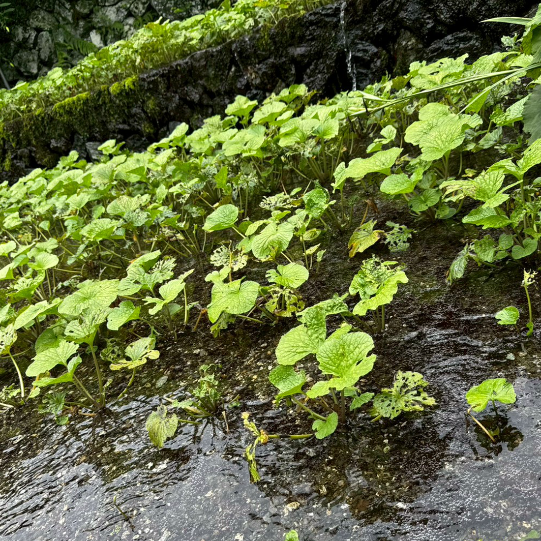 Wild wasabi growing in a spring-fed stone terrace in Utogi, Shizuoka