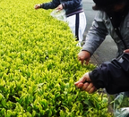 Organic Fukamushi Green Tea from Hamamatsu — Japanese tea, shipped from Japan