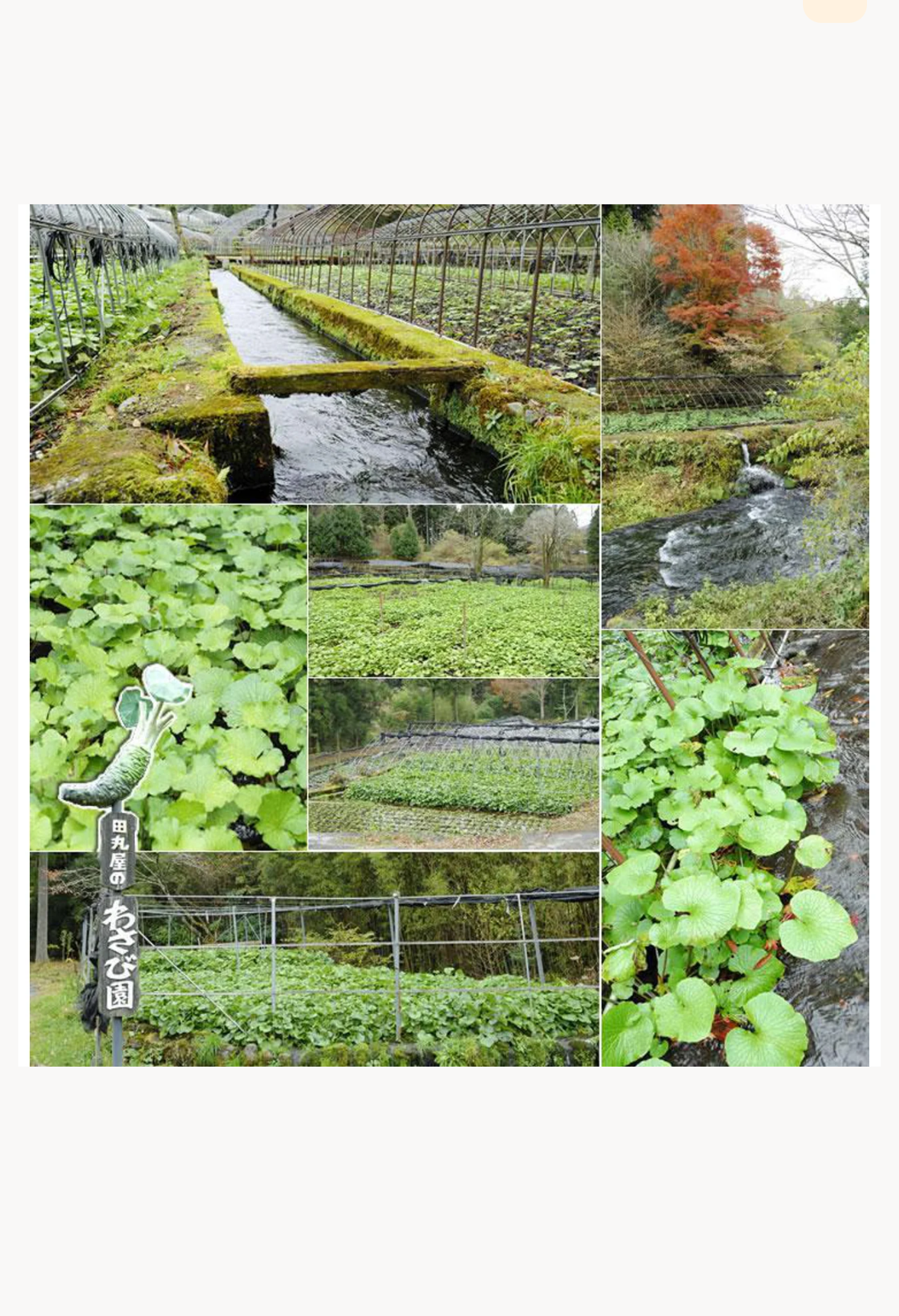 Tamaruya Honten Premium Wasabi Paste from Shizuoka
