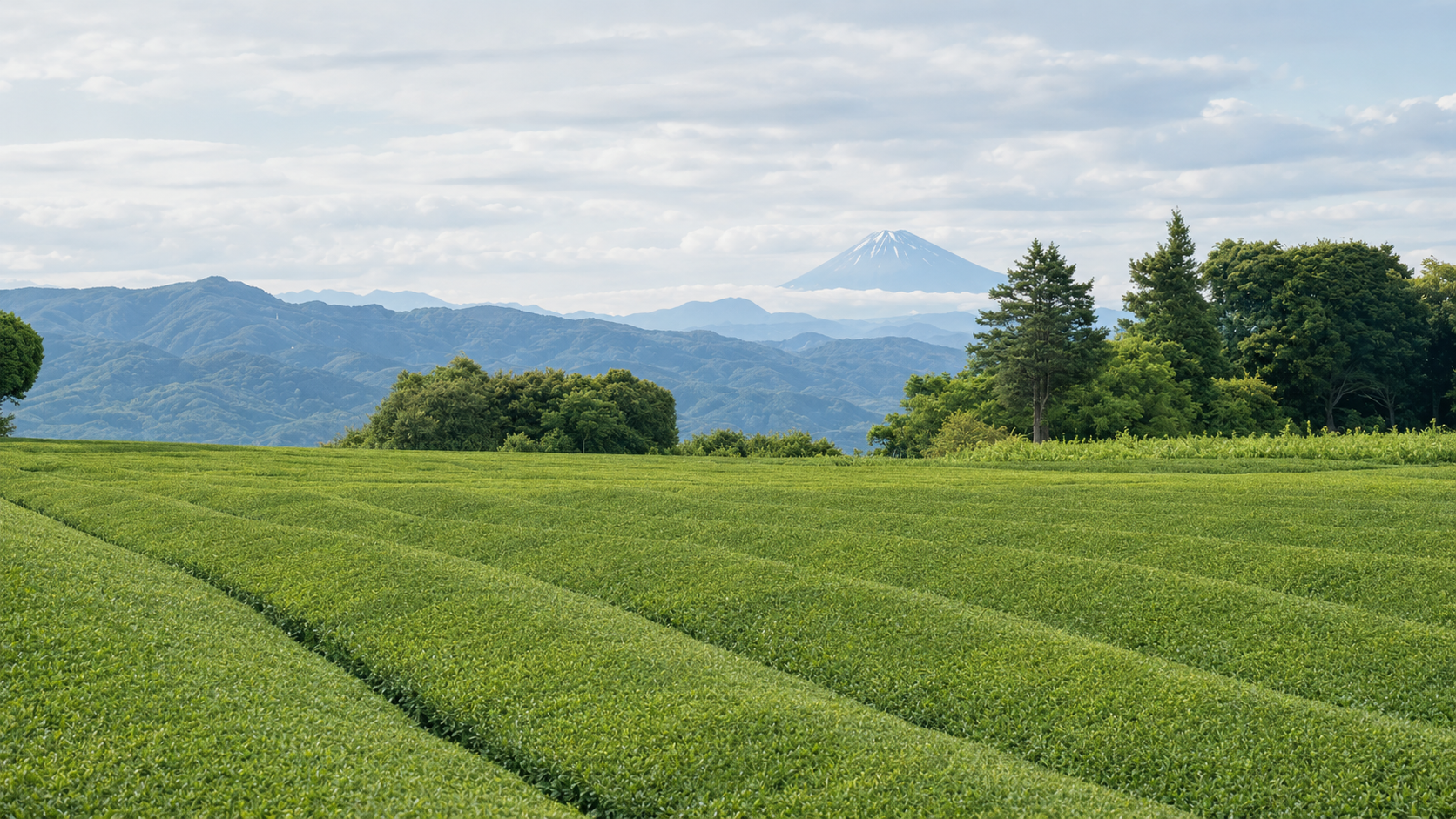 Green tea fields with Mount Fuji in the distance, Shizuoka